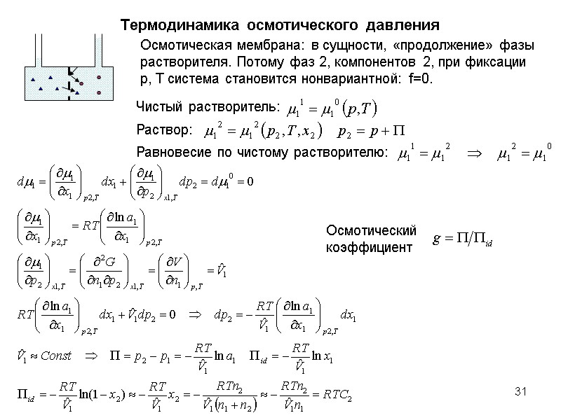 31 Термодинамика осмотического давления Осмотическая мембрана: в сущности, «продолжение» фазы растворителя. Потому фаз 2,